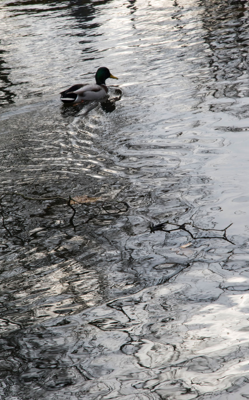 In kleurrijk water