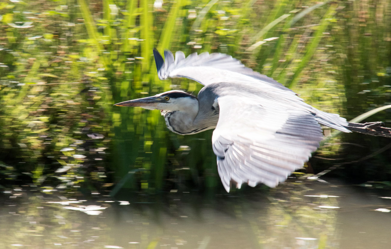 In volle vlucht I