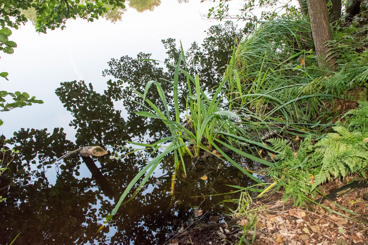 Waterplant