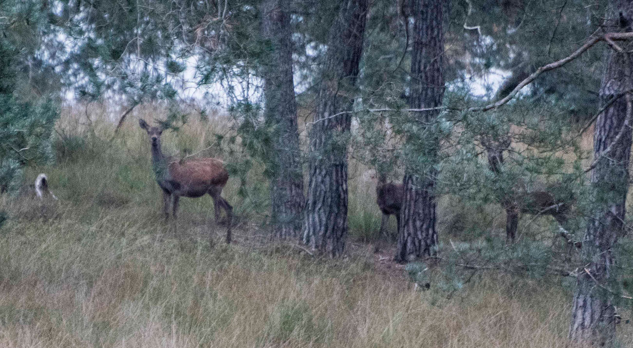 Ochtend wandeling Deelerwoud