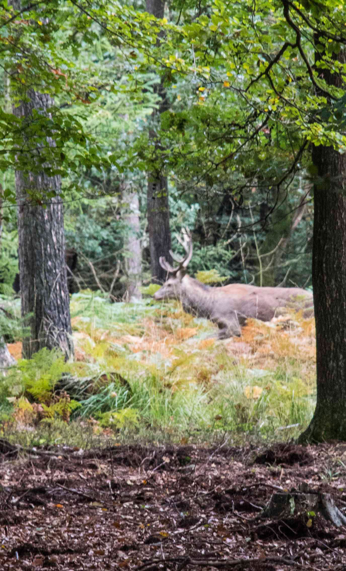 Herfstmiddag Loenermark I