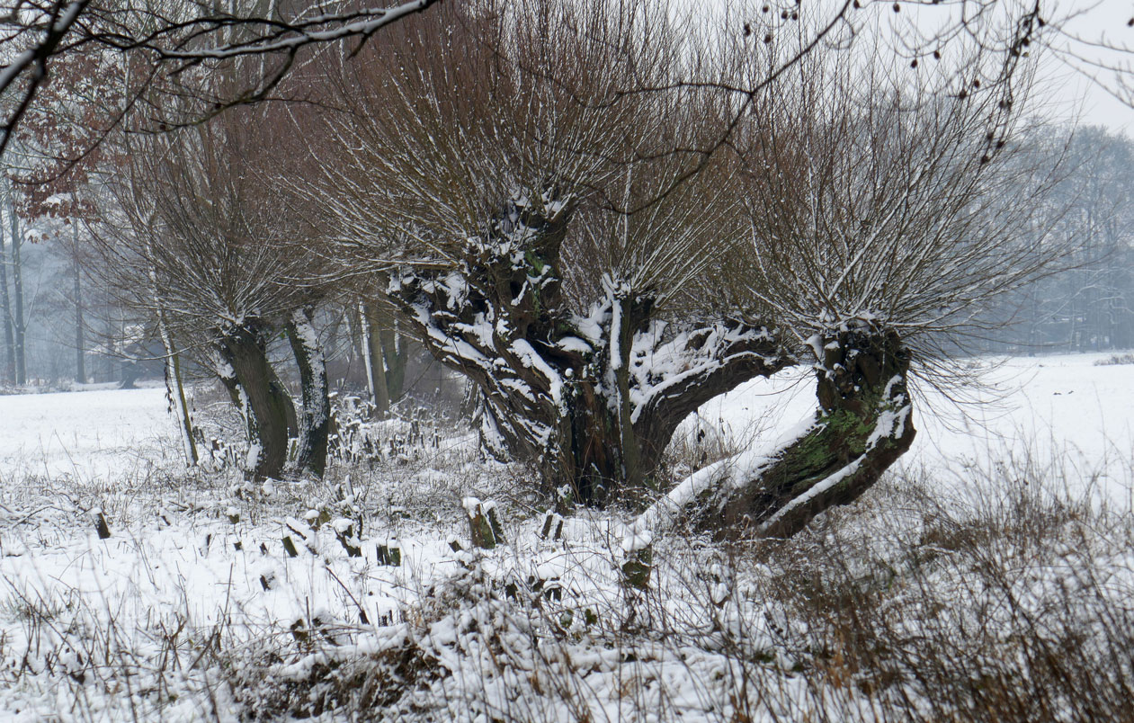 Wilgen in sneeuw