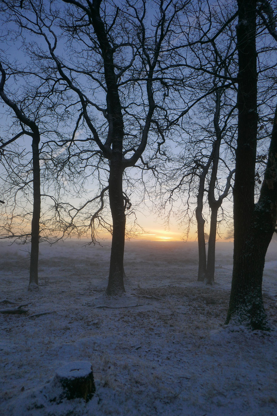 Zonsopkomst in Deelerwoud I