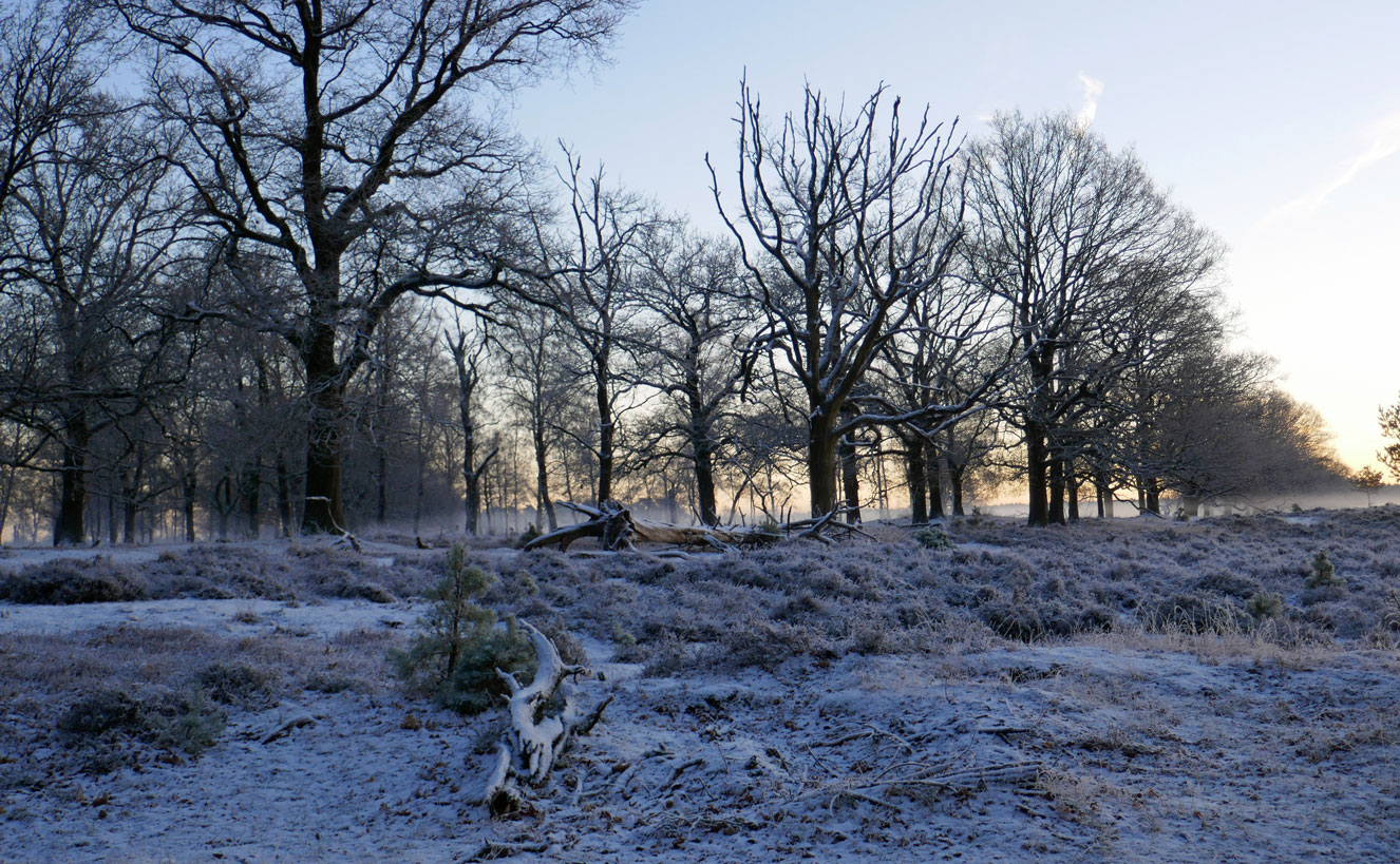 Zonsopkomst in Deelerwoud III