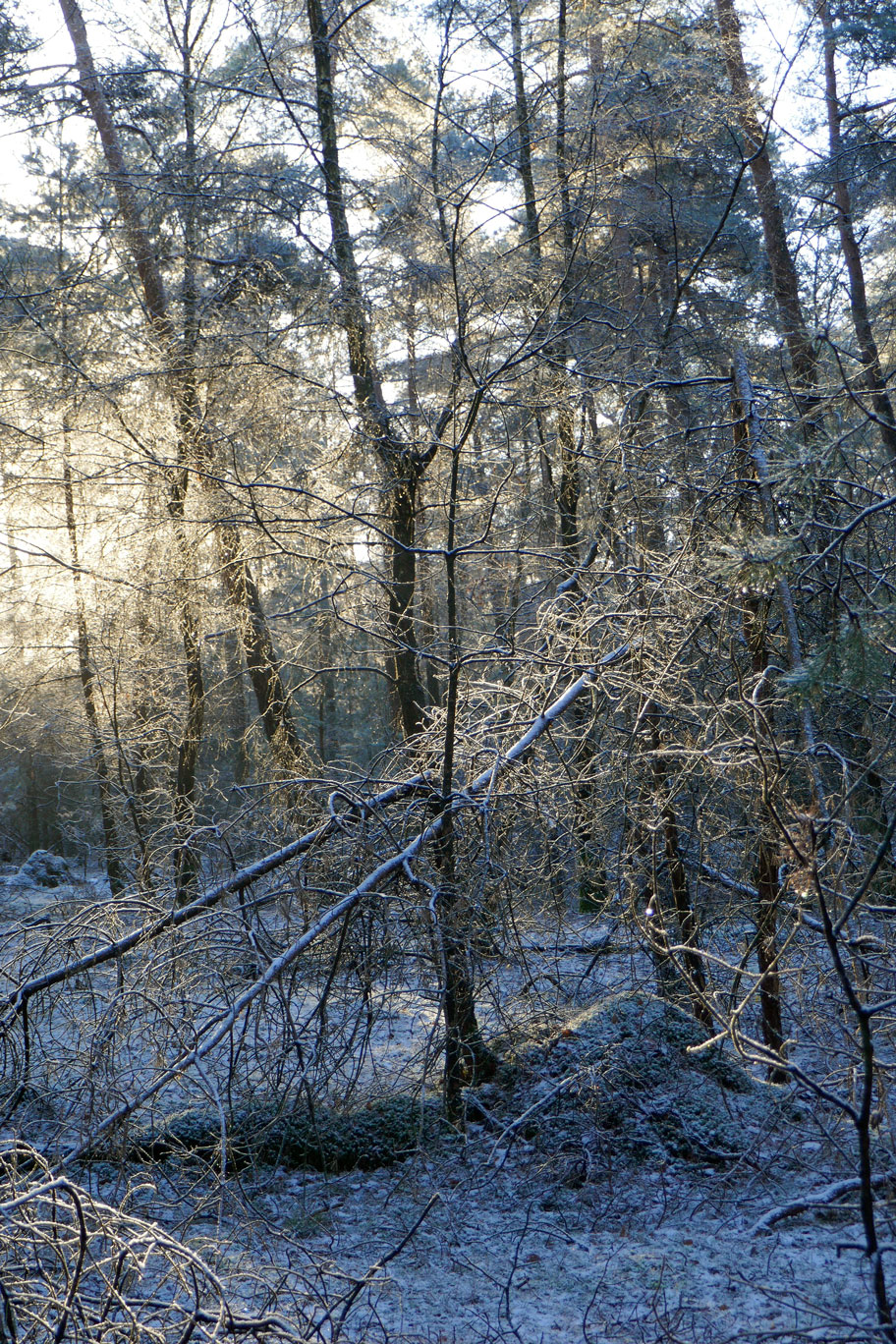 Winter in Deelerwoud