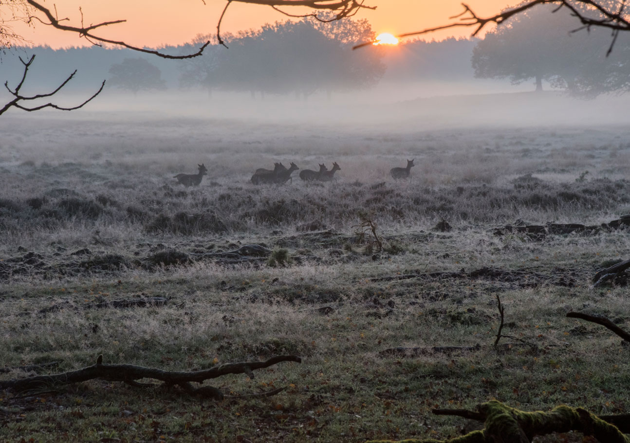 Najaarsochtend Deelerwoud I