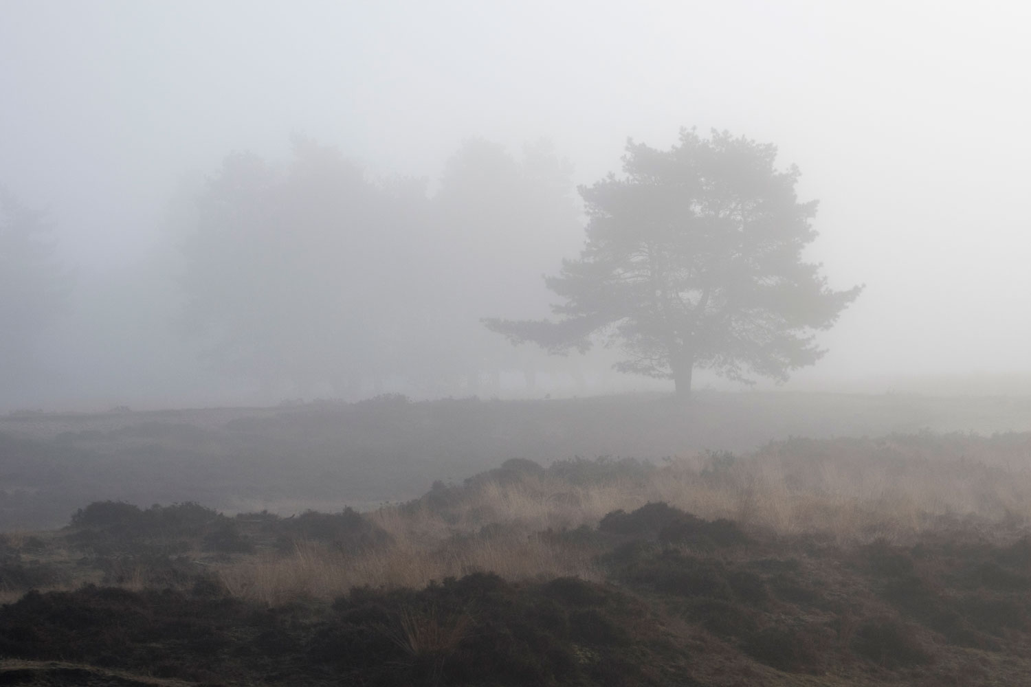 Kroondomeinen in mist