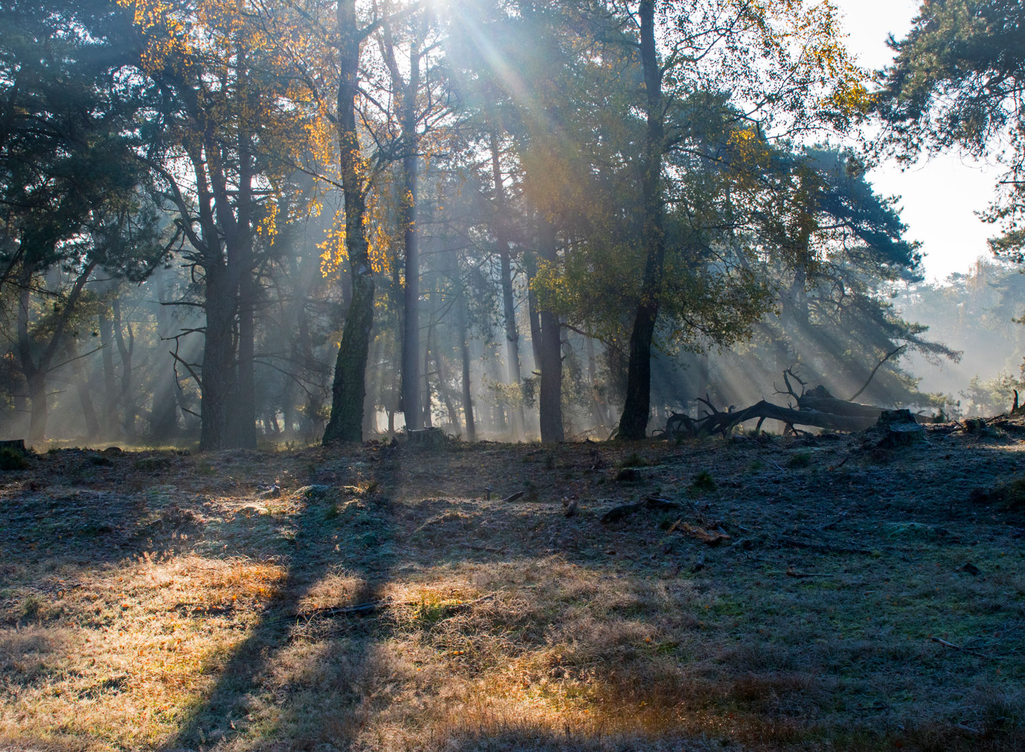 Zon in bos